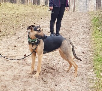 MYSTERY K ADOPCI - nejvěrnější parťačka - 6
