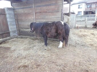 Shetlandský pony - hříbata - 6