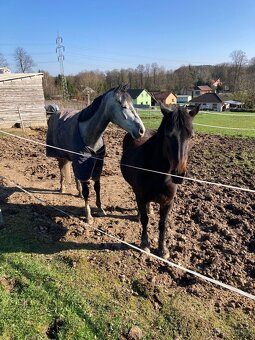 Top WpB pony klisna do sportu i k dětem - 6