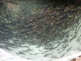 Nasada Pstruh duhový - 6