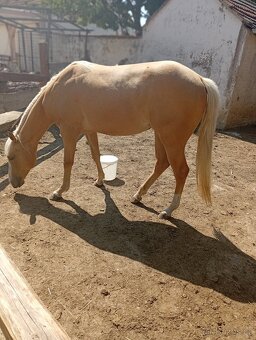 klisna QH - 6