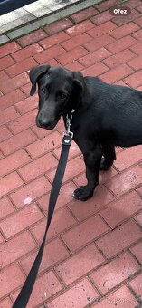 Daruji 7 měsíční štěně labradora - 6