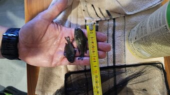 Tropheus Ikola F1 - 6