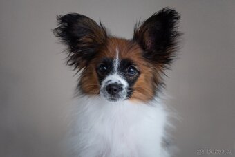 Papillon s rodokmeňom - 6
