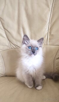 Ragdoll koťátka blue bez PP - 6