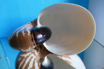 Nautilus macromphalus - 6