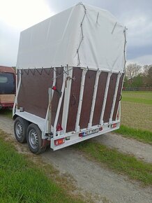 Pronájem přepravníku, přeprava zvířat , auto přepravník., - 6