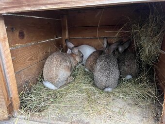 Králíci - 6