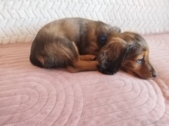 Jezevčík dlouhosrstý trpasličí - 6