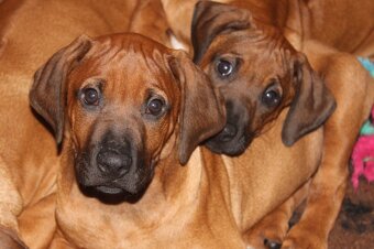 Rhodéský ridgeback - 6