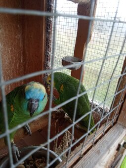 Mládě Amazoňana modročelého - 6