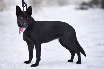 Serena hledá domov - 6