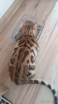 Bengálský kocourek - 6