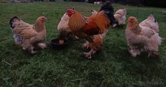 Brahmánka Velká - 6