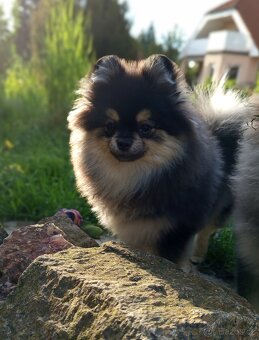 Štěňata Pomeranian s PP POSLEDNÍ 2 MAZLÍCI - 6