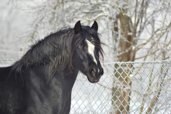 Welsh pony of cob type- připouštění - 6