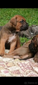 Cane Corso štěňata - 6