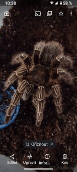 Sklípkan Aphonopelma seemanni - 6