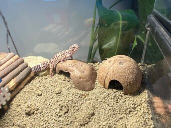 Gekončík noční - 6