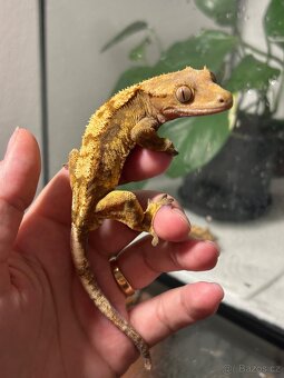 Pagekon řasnatý - 6