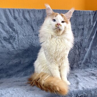 Mainská mývalí - kocourek (PP) - 6