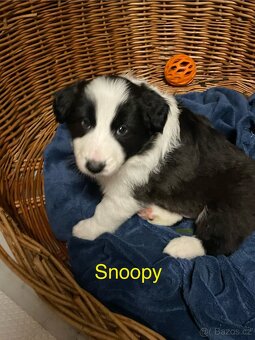 Stenata Border kolie/ kolie - 6