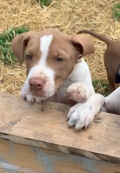 Pitbull s pp - 6
