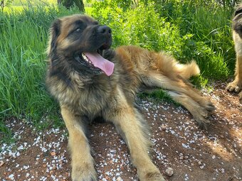Leonberger štěňata - 6