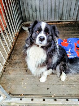 Štěňata border kolie - 6