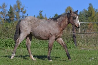 Klisnička QH s TOP cutting původem a skvělou povahou - 6