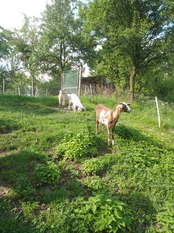Koza s kůzlaty - 6