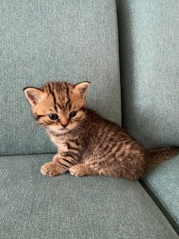 🐾Britská koťátka bez PP🐱hledají nový domov - 6