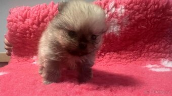 Pomeranian s PP štěňátka - 6