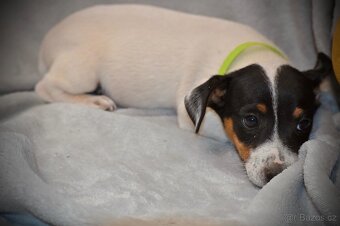 Štěňátka Jack Russell teriér - 6