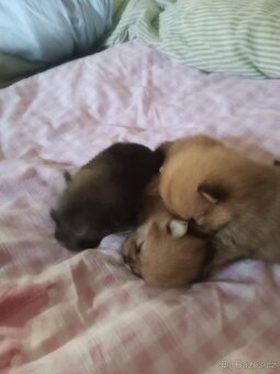 Pomeranian - 6