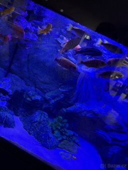 Luxusní vybavené akvárium + ryby - 6
