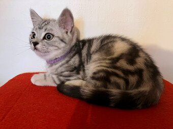 Koťátka britská Whiskas černostříbřitý mramor - 6