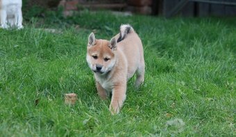 Shiba inu - pejsek s PP - 6