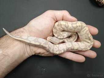Krajta královská -mláďata 2025 - 6