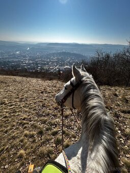 Prodám valacha qh - 6