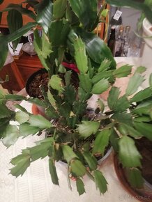 Tlustice symbol bohatství - 6