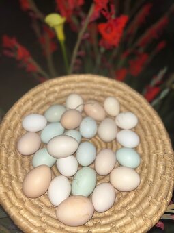 Násadová vejce - 6