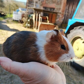 Morče hladkosrsté - 6