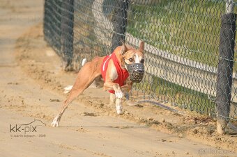 Whippet (vipet) štěňata k zadání - 6