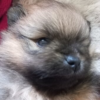 Pomeranian  - kluci - pidi - 6