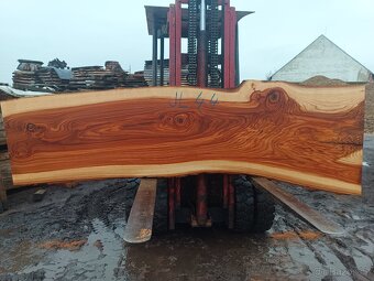 Jilm horský ,,stolové desky,, - 6