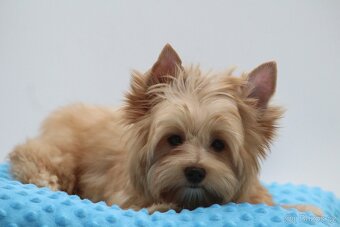 golddust yorkshire terrier s PP - 6