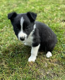 Border Kolie - 6