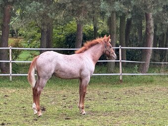 AQH hřebeček ze zahraničního spojení - 6