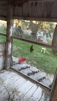 Prodám Alexandr růžový vousatý - 6